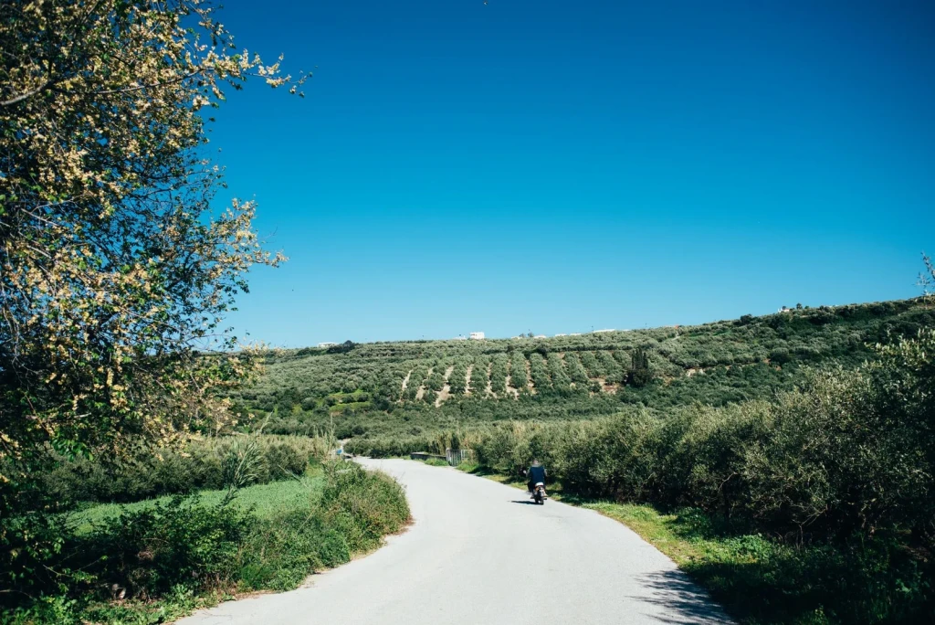 Rural Road, Greece, from Olive Oil: Liquid Gold of the Mediterranean