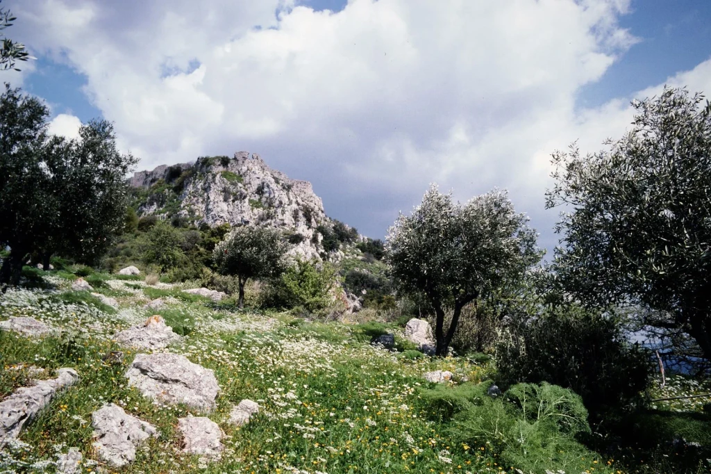 Rocky Hillside, from Olive Oil: Liquid Gold of the Mediterranean