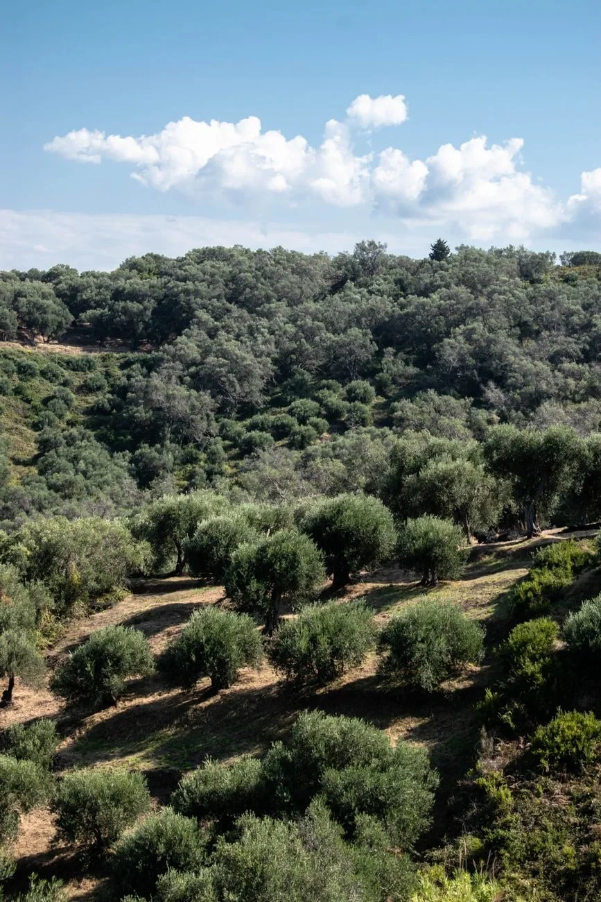 Hillside Abundance, from Olive Oil: Liquid Gold of the Mediterranean