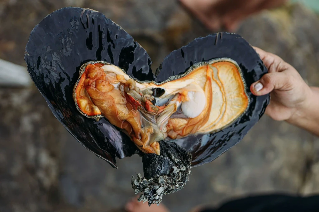 Black Clam Interior, from Pearls: The Gem an Animal Makes