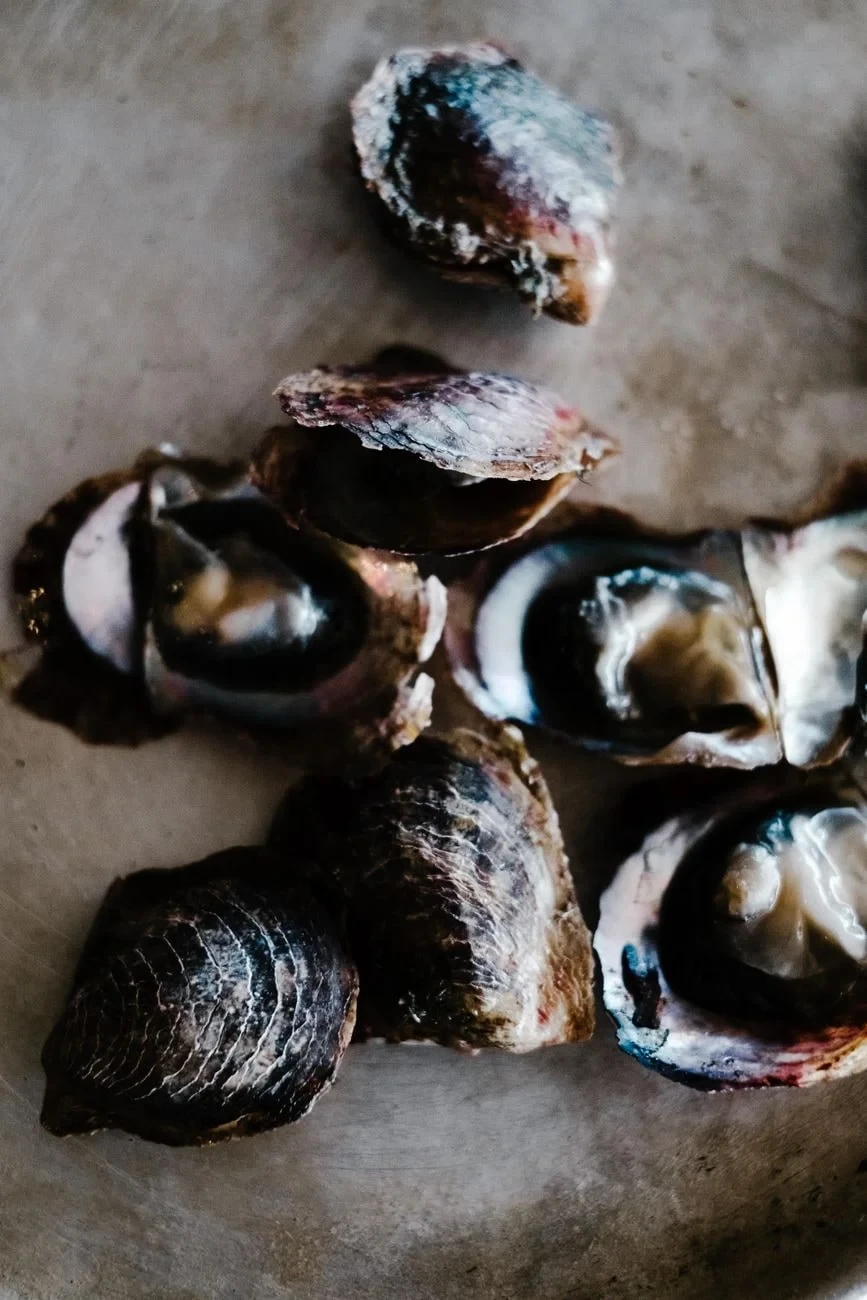 The Oyster, from Pearls: The Gem an Animal Makes