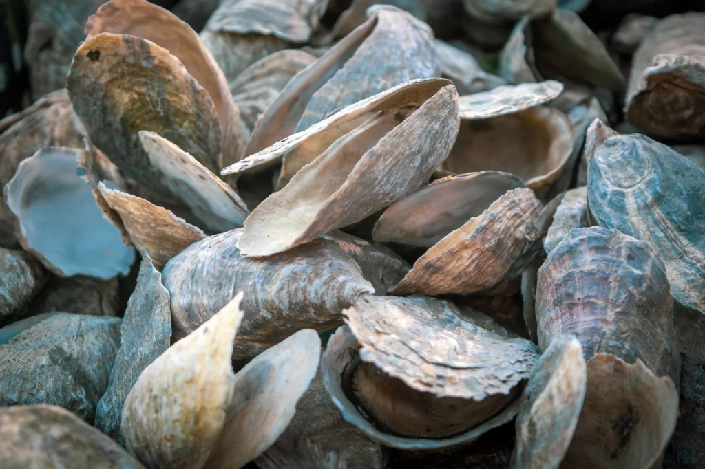 Empty Shells, from Pearls: The Gem an Animal Makes