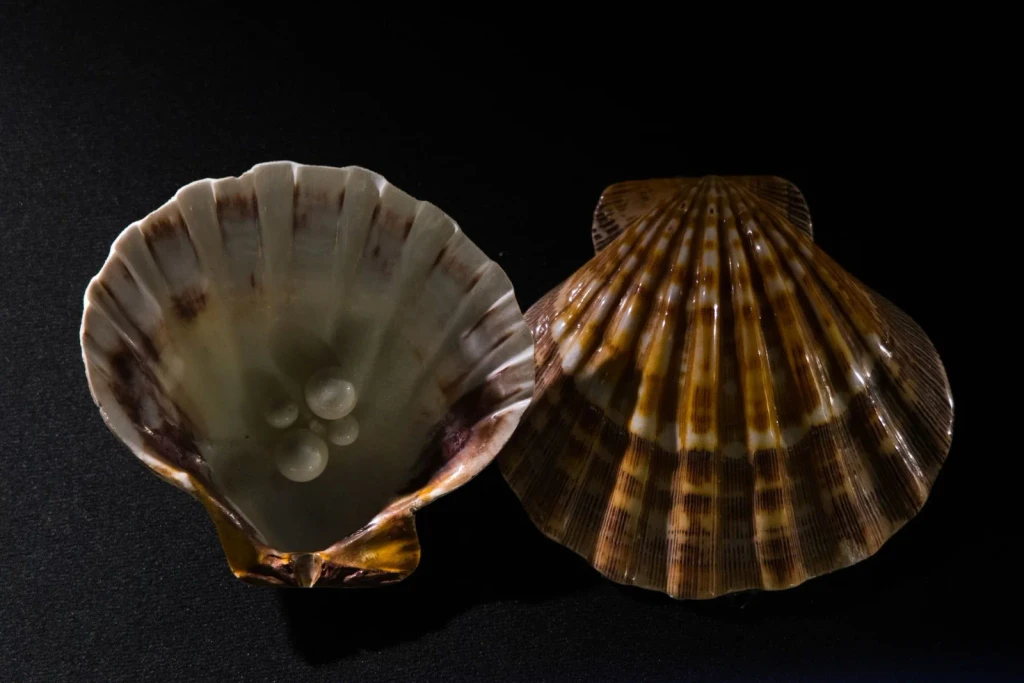 Pearls Against Black, from Pearls: The Gem an Animal Makes