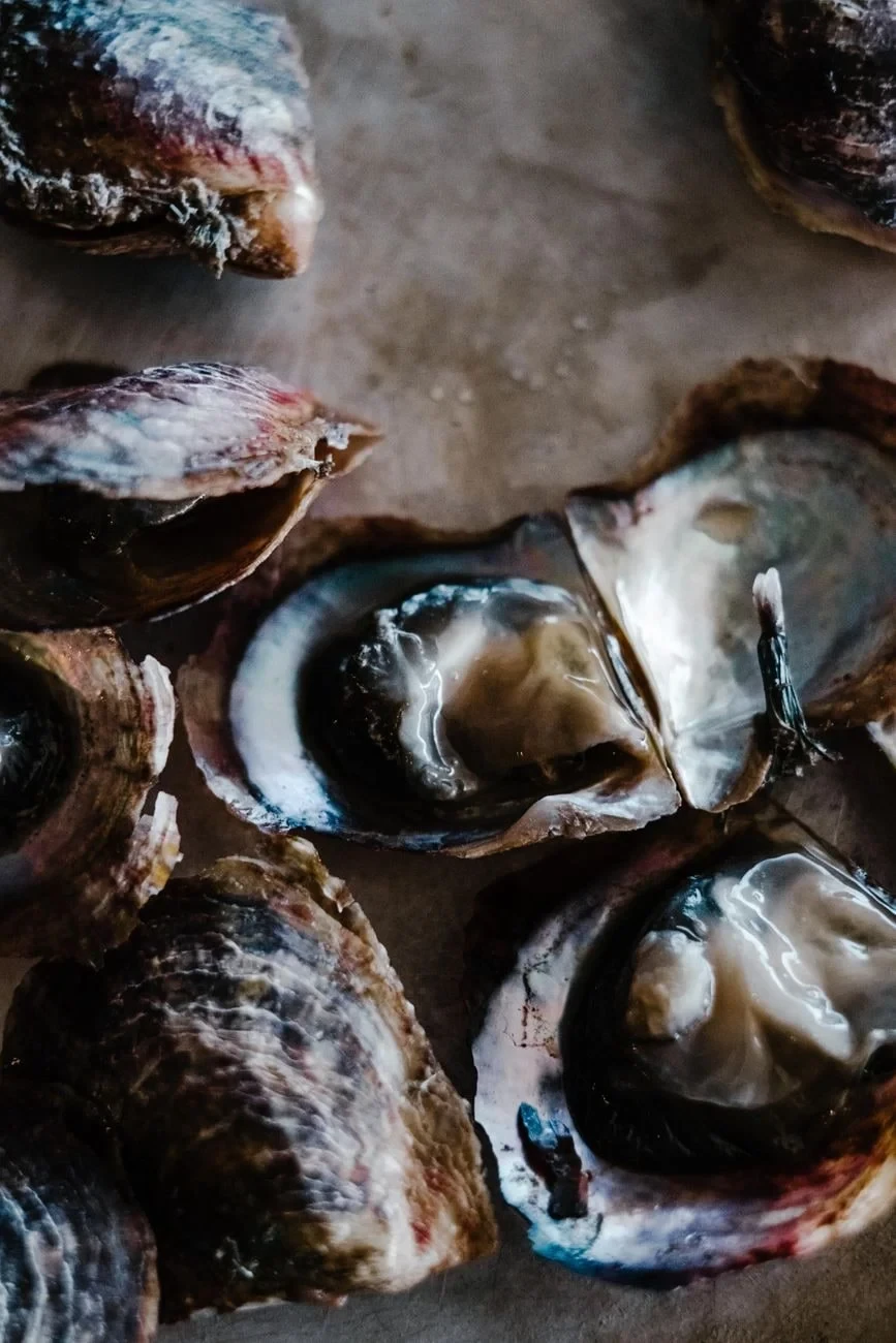 The Fresh Oyster, from Pearls: The Gem an Animal Makes