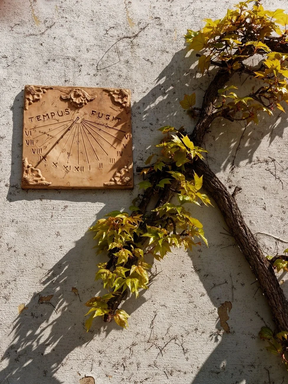 Ivy and Shadow, from Read the Shadow on a Sundial