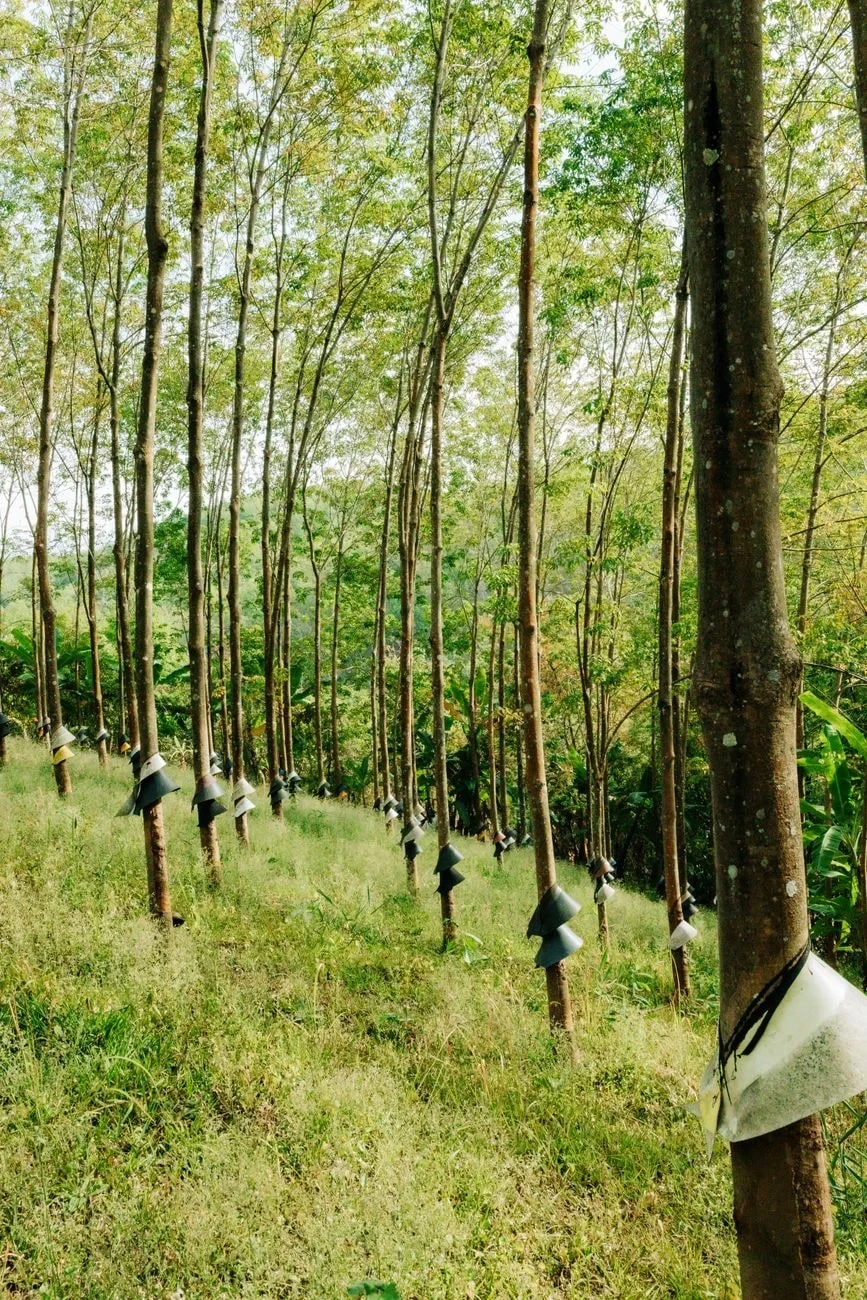 Ready to Harvest, from Rubber Stretches Everything