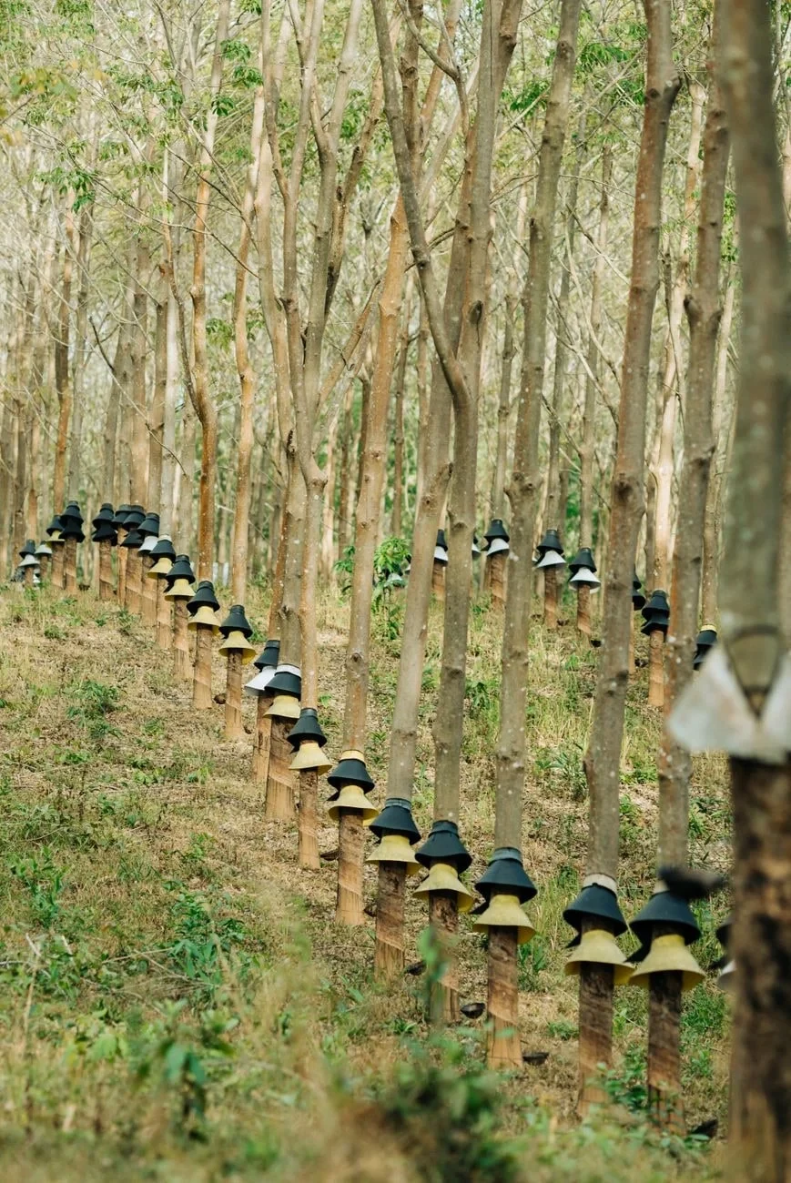 Plantation Order, from Rubber Stretches Everything