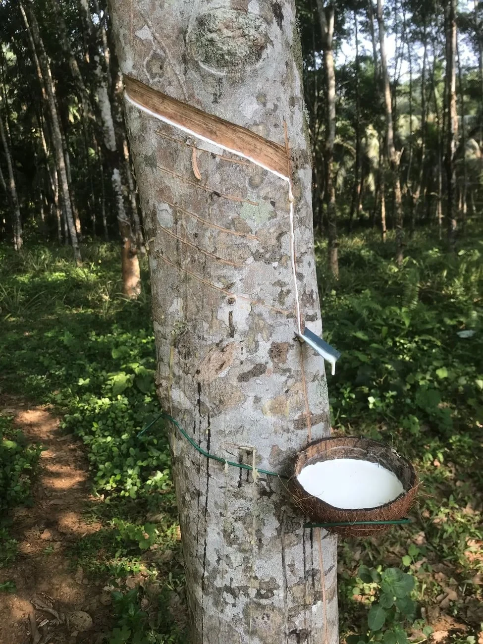 Hevea's Yield, from Rubber Stretches Everything