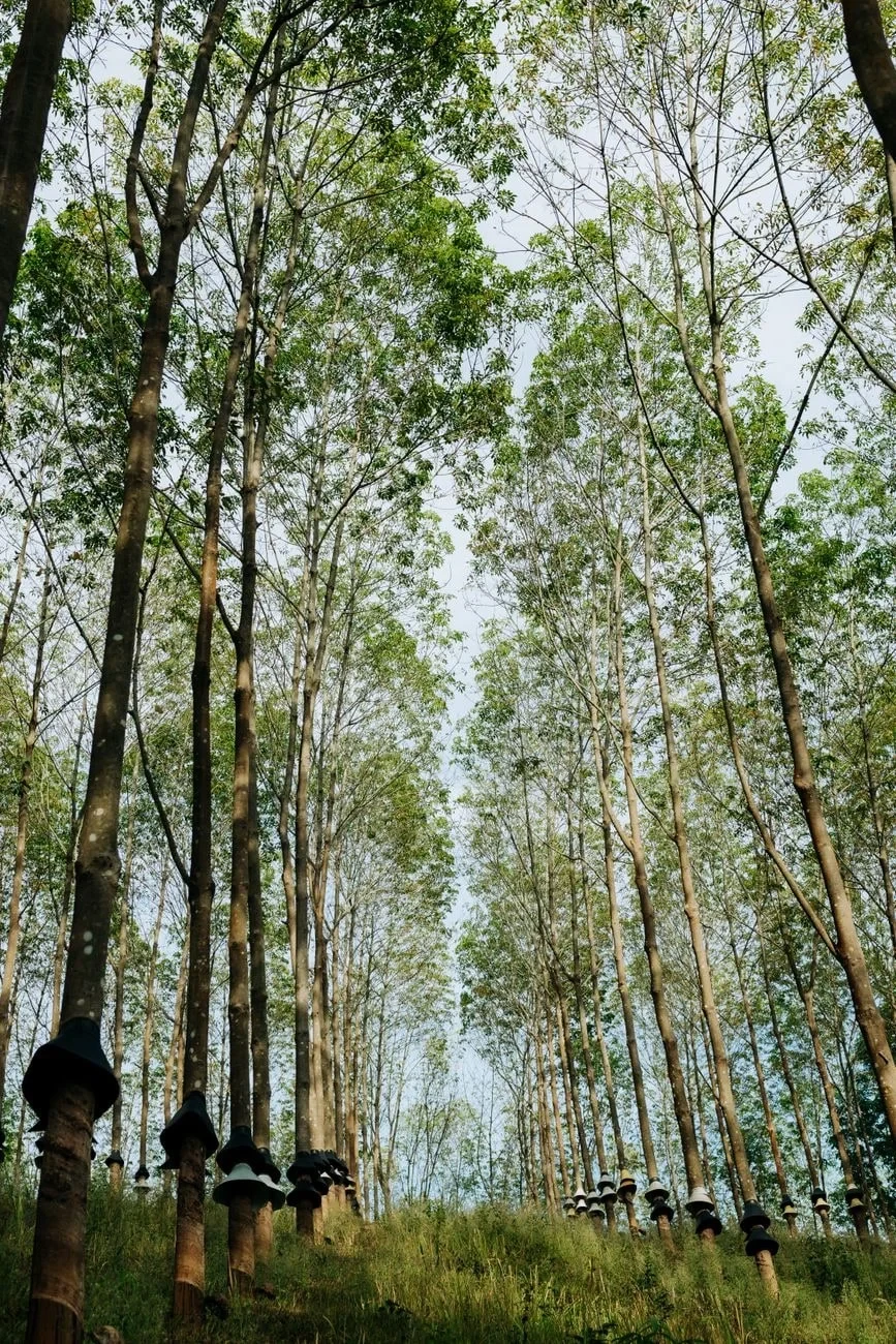 Vertical Growth, from Rubber Stretches Everything