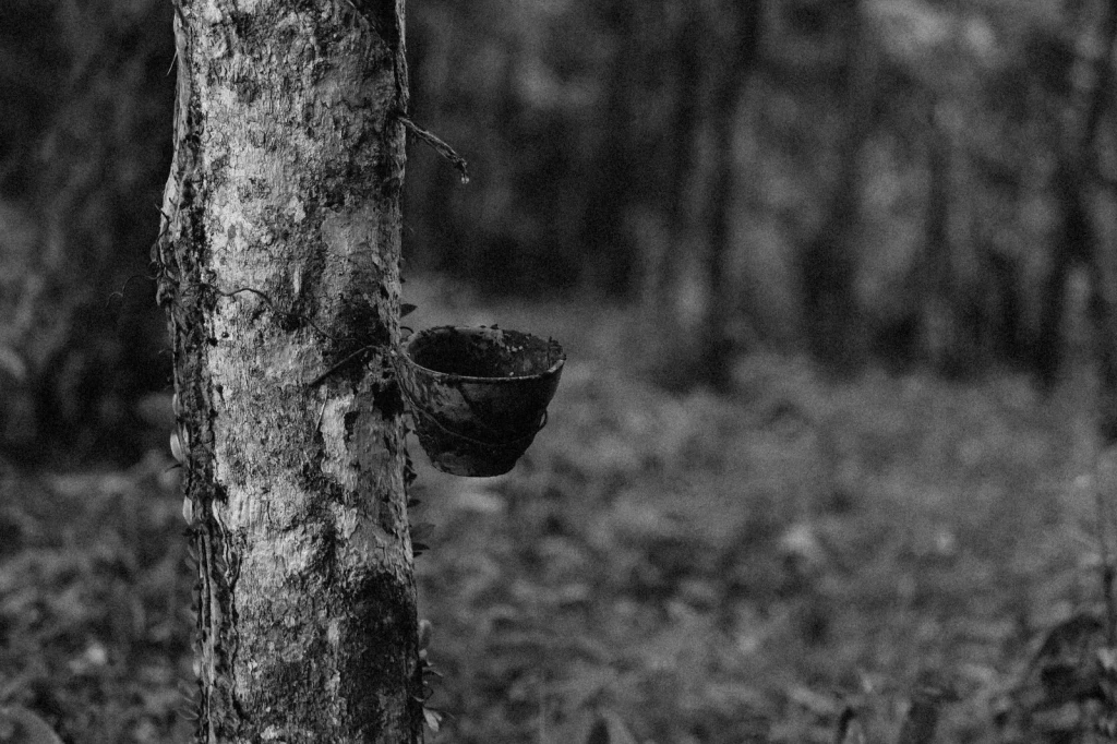 Forest Tapping, from Rubber Stretches Everything