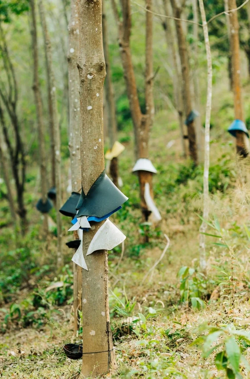 Tapped Forest, from Rubber Stretches Everything