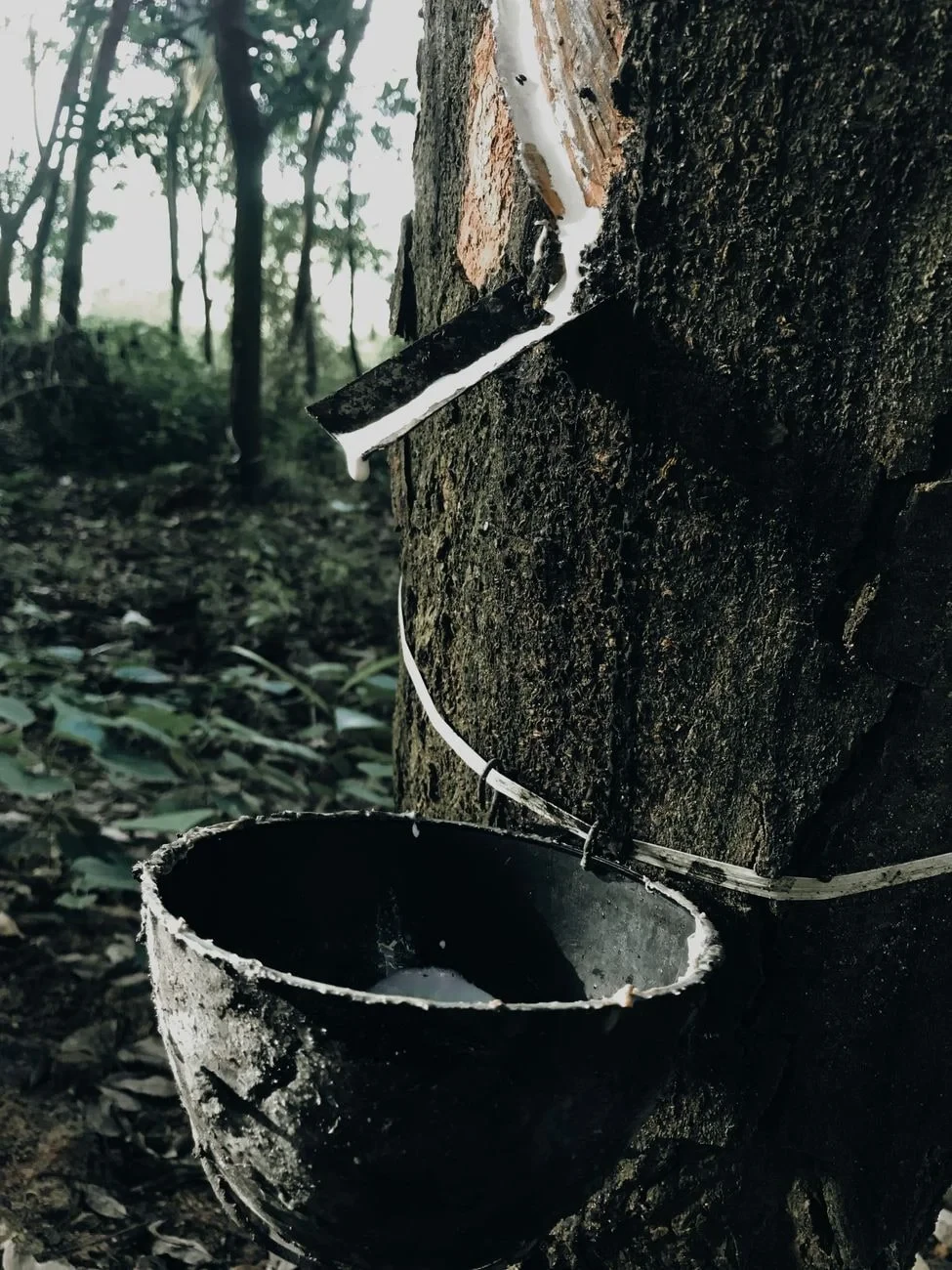 Collecting the Flow, from Rubber Stretches Everything