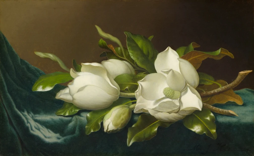 Magnolias on Light Blue Velvet Cloth, from Still Life