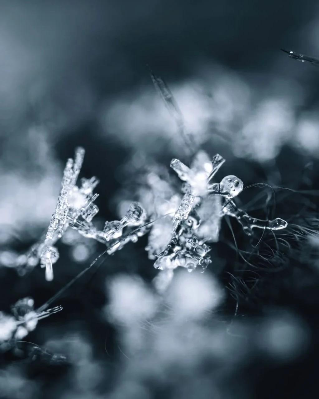 Ice Crystals, from The Architecture of Snow