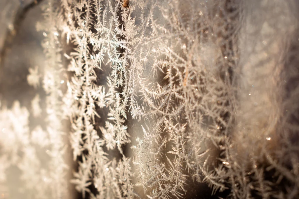 Window Frost, from The Architecture of Snow