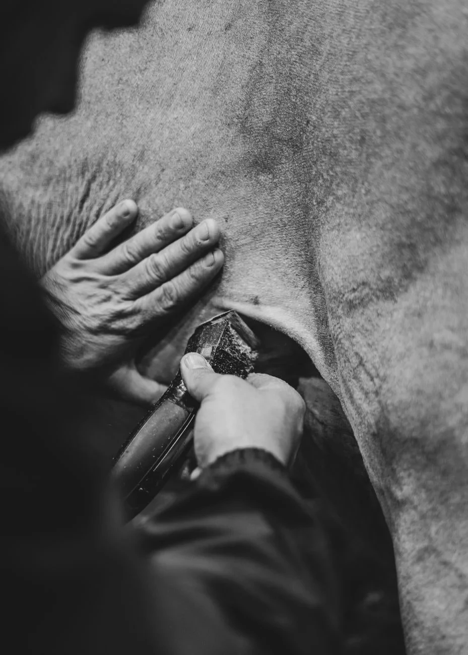 The Shearing, from The Economy That Grew from Wool