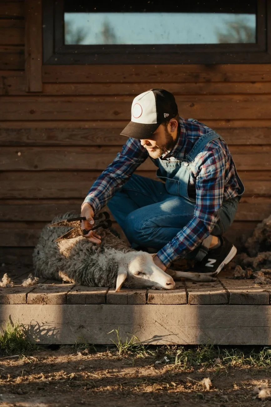Shearing Outside, from The Economy That Grew from Wool