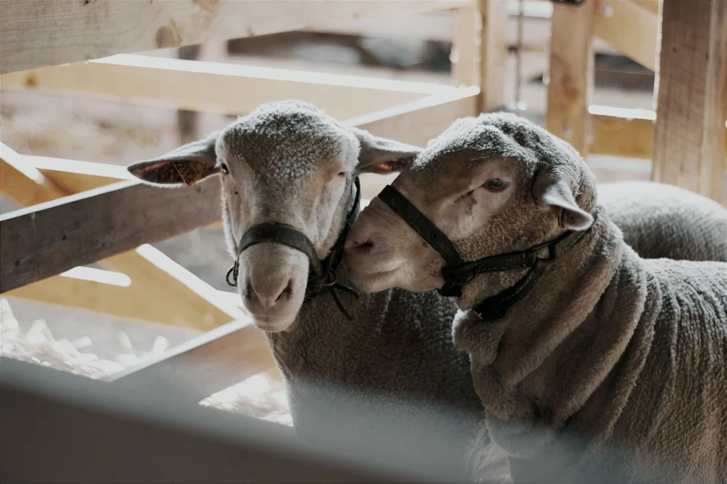 Livestock at Rest, from The Economy That Grew from Wool