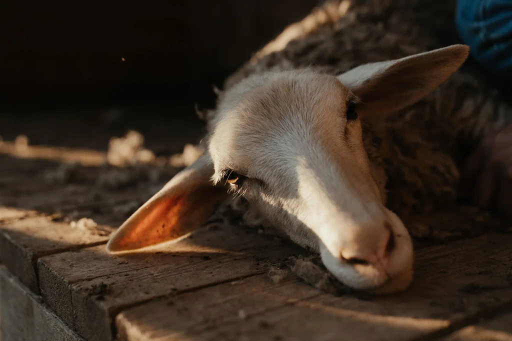 Portrait of Fleece, from The Economy That Grew from Wool