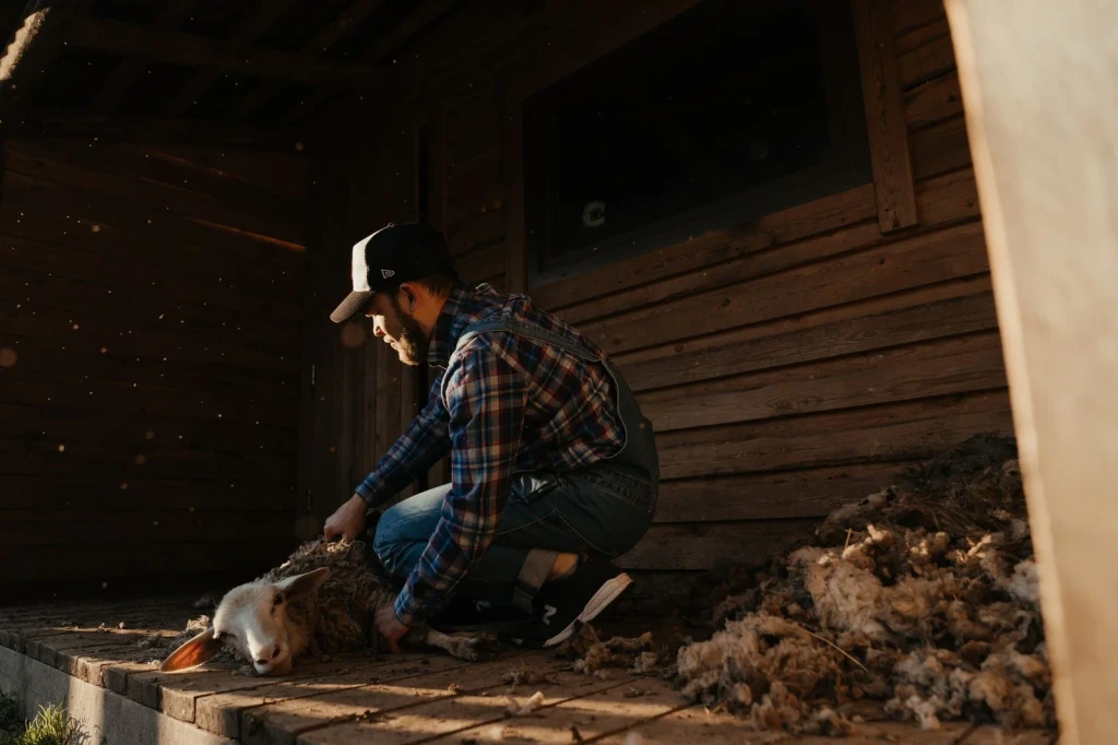 Barnyard Work, from The Economy That Grew from Wool