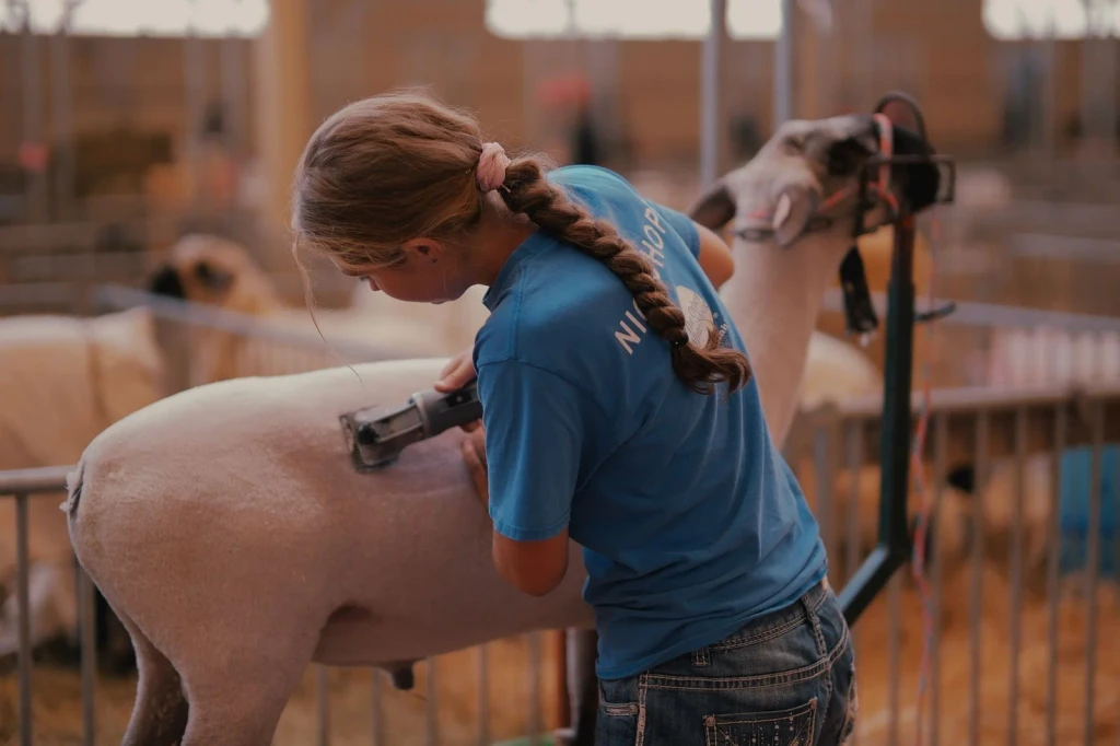 Indoor Shearing, from The Economy That Grew from Wool
