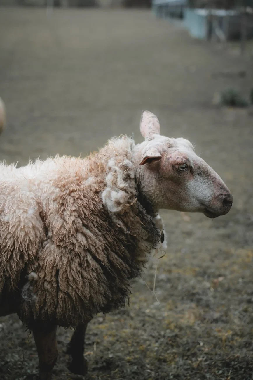 Sheep in Pasture, from The Economy That Grew from Wool