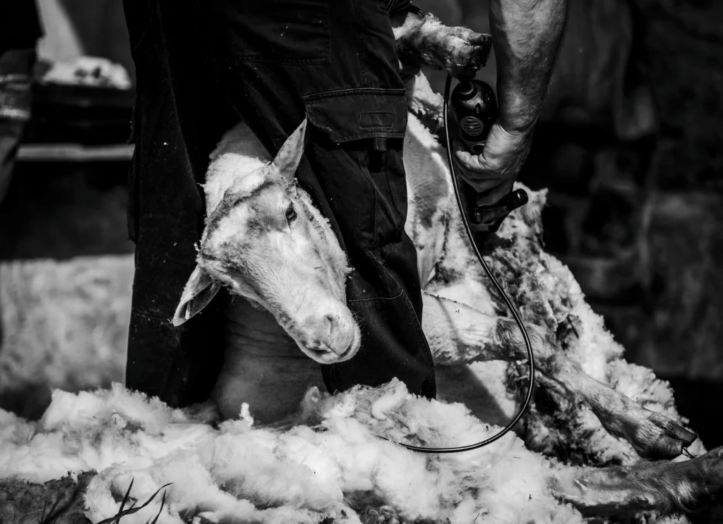 Tradition in Black and White, from The Economy That Grew from Wool