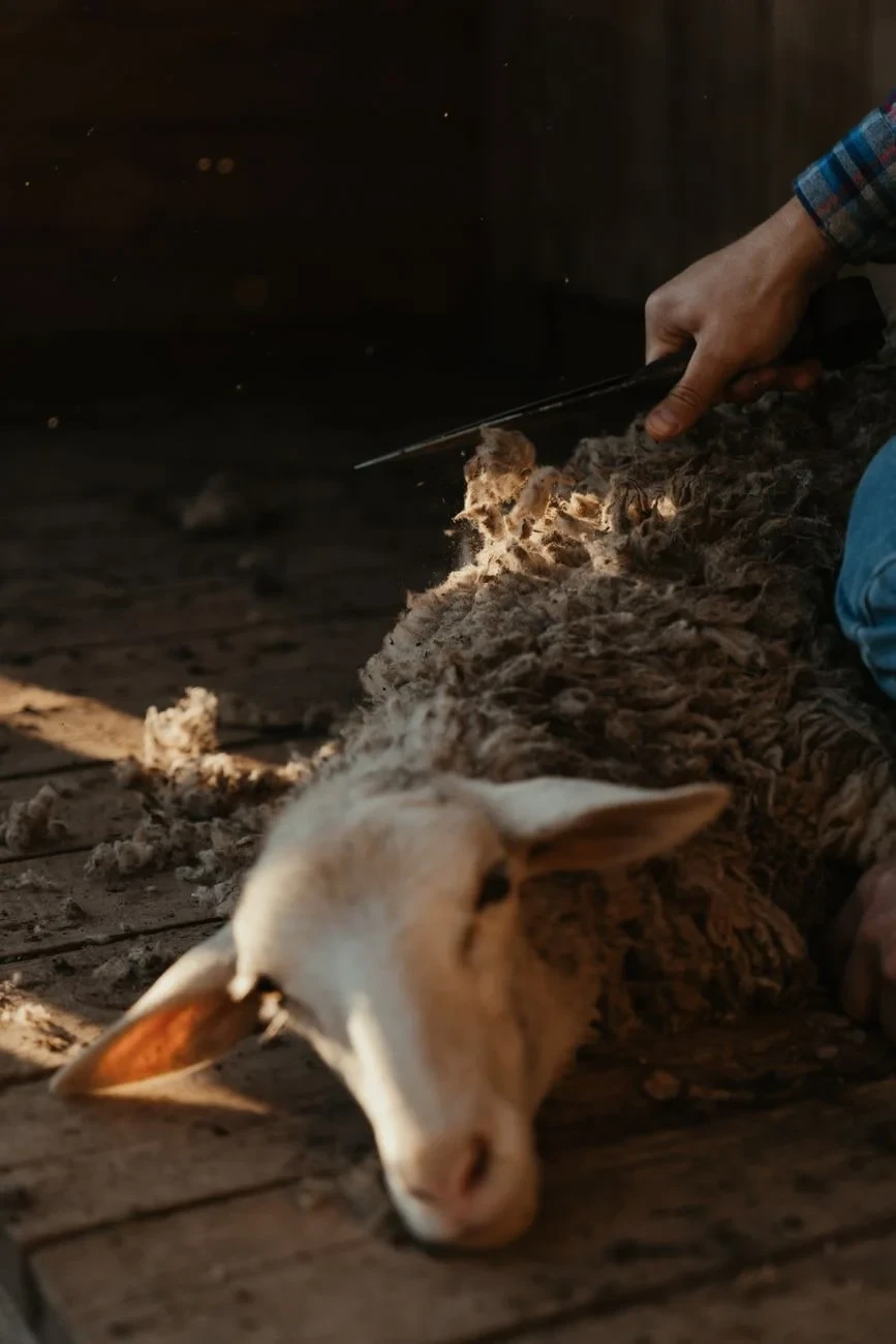 Shearing in the Barn, from The Economy That Grew from Wool