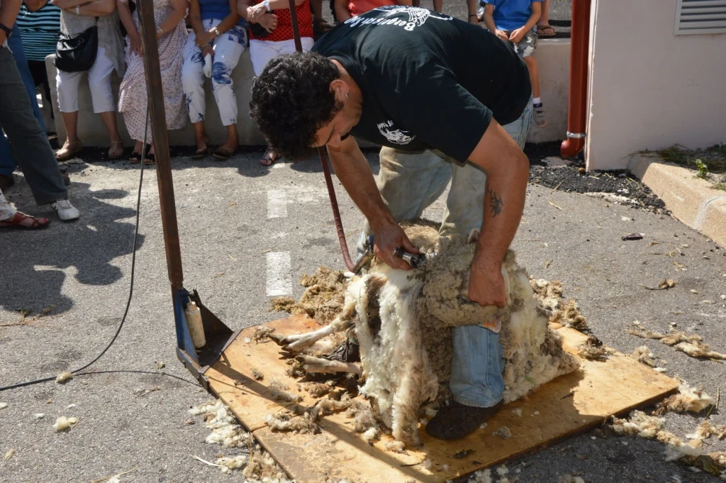 Public Shearing, from The Economy That Grew from Wool