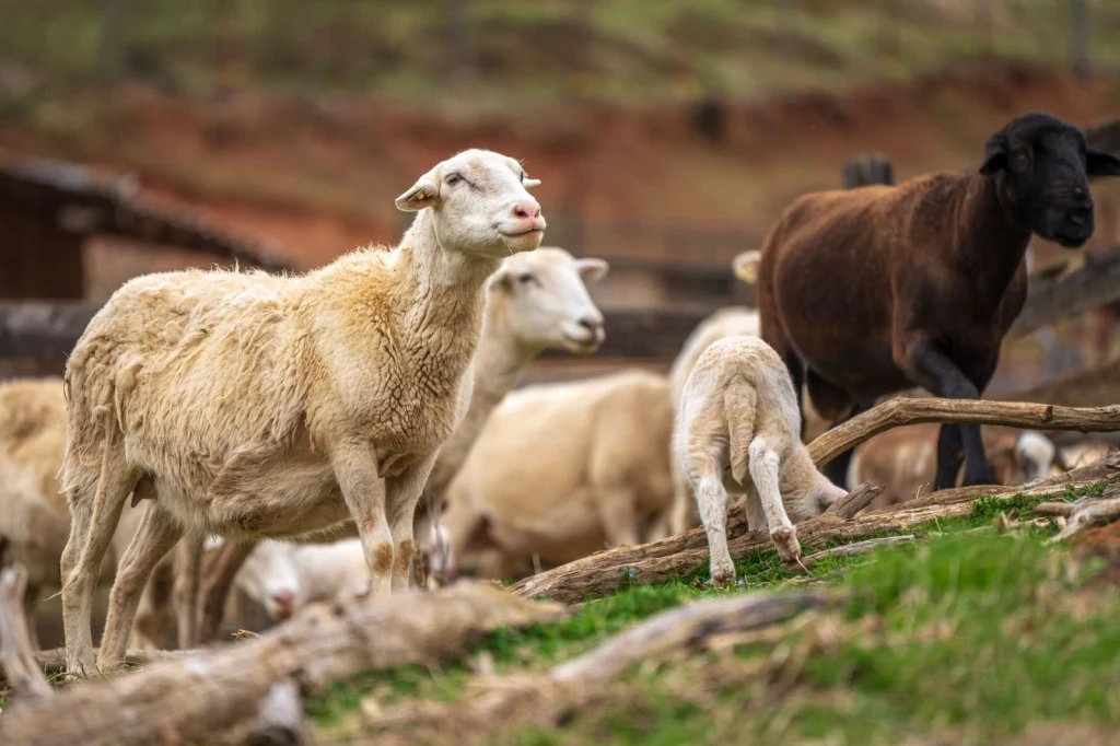 Pasture and Grazing, from The Economy That Grew from Wool