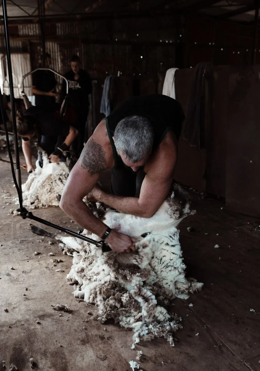 The Work of Shearing, from The Economy That Grew from Wool
