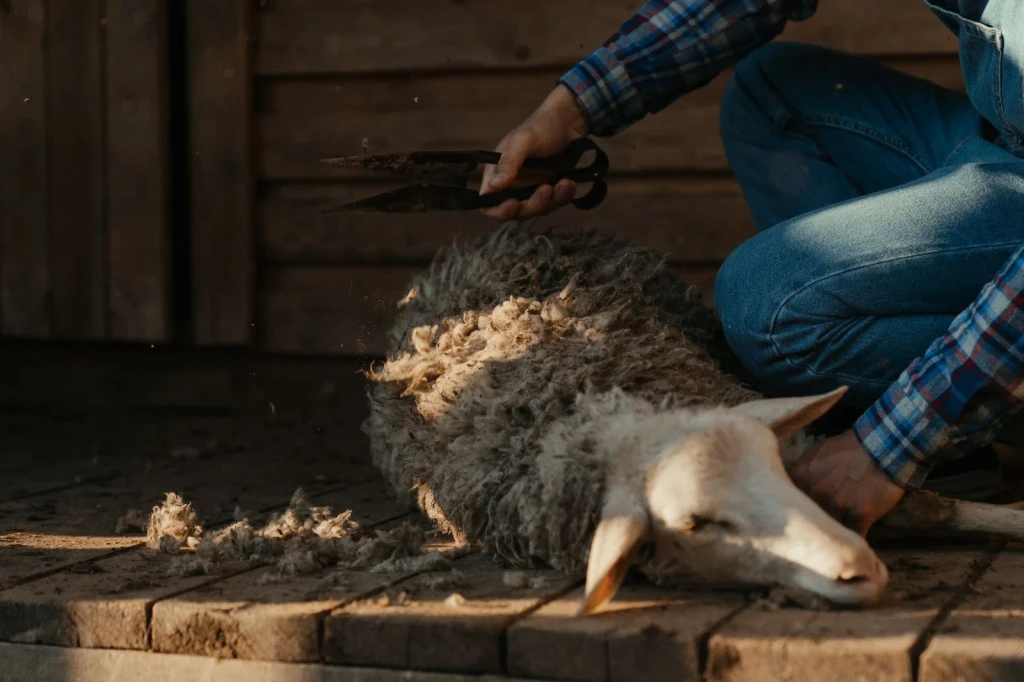 Outdoor Shearing, from The Economy That Grew from Wool