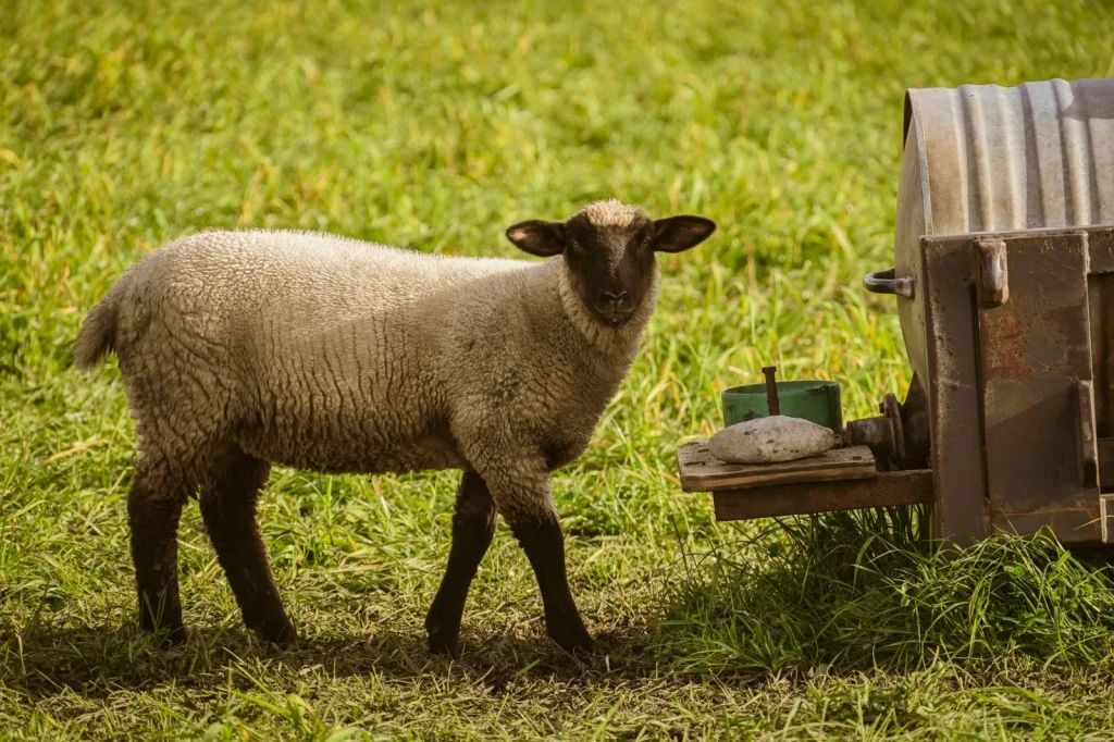 Young Sheep, Summer Light, from The Economy That Grew from Wool