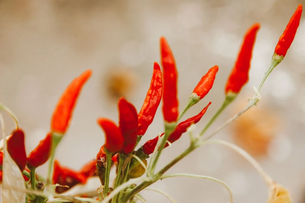 Red Pepper Study, from The Fruit That Fights Back