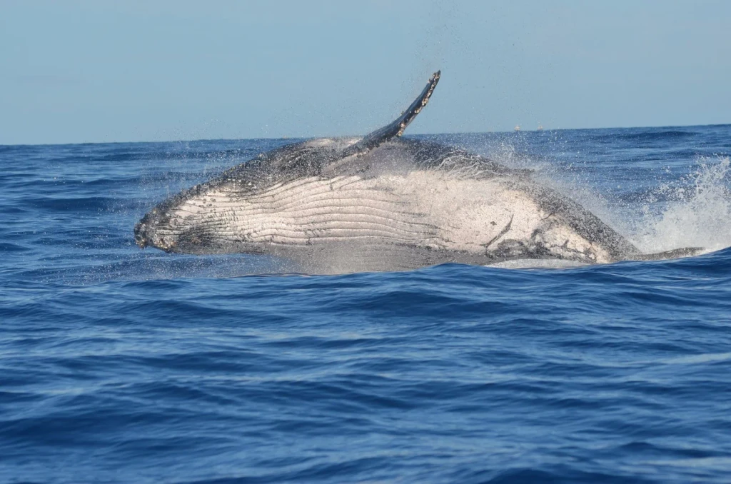 Breaching Near Réunion Island, from The Largest Lives Ever Lived Are Whales