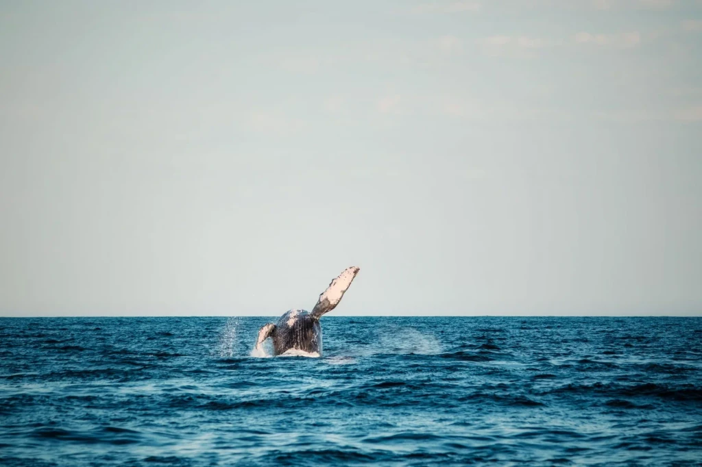 Tail Flukes Raised, from The Largest Lives Ever Lived Are Whales