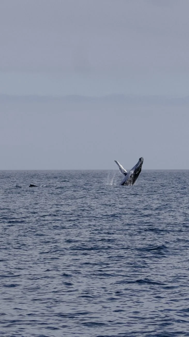 Breach under Blue, from The Largest Lives Ever Lived Are Whales