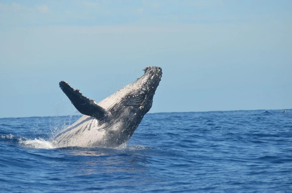 Reunion Island, from The Largest Lives Ever Lived Are Whales