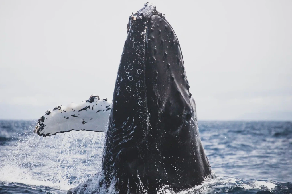 California Breach, from The Largest Lives Ever Lived Are Whales