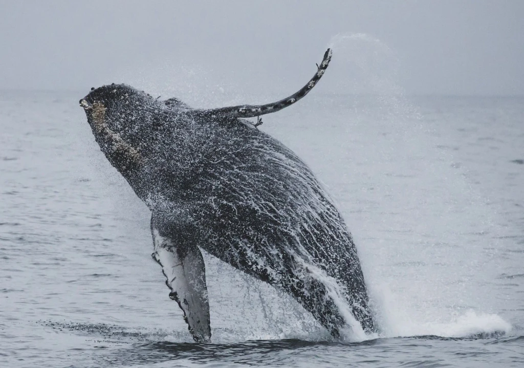 Monterey Breach, from The Largest Lives Ever Lived Are Whales