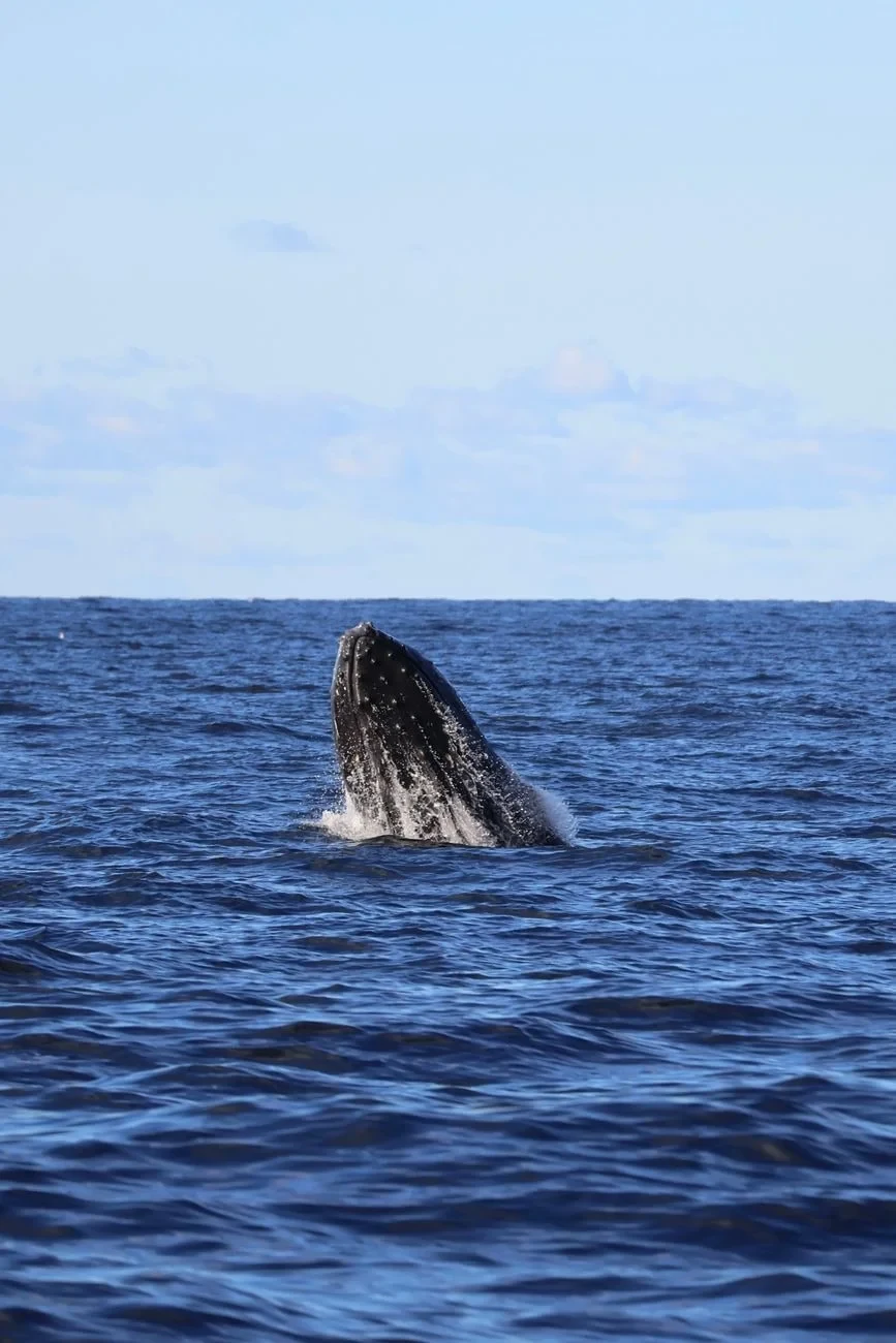 Breach near Sydney, from The Largest Lives Ever Lived Are Whales