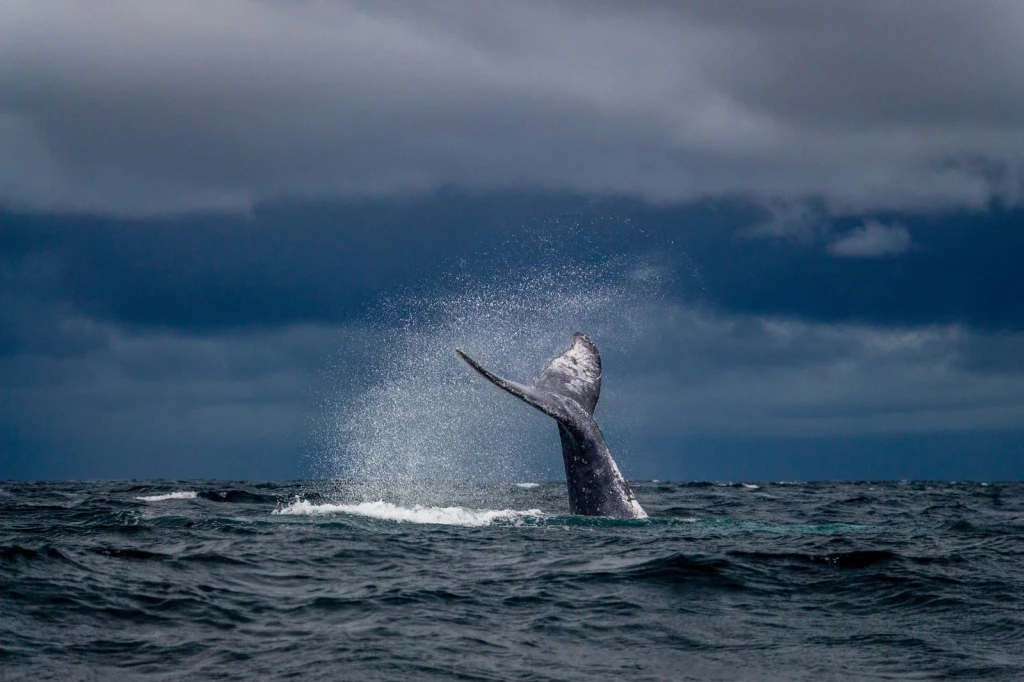 Tail and Sky, from The Largest Lives Ever Lived Are Whales