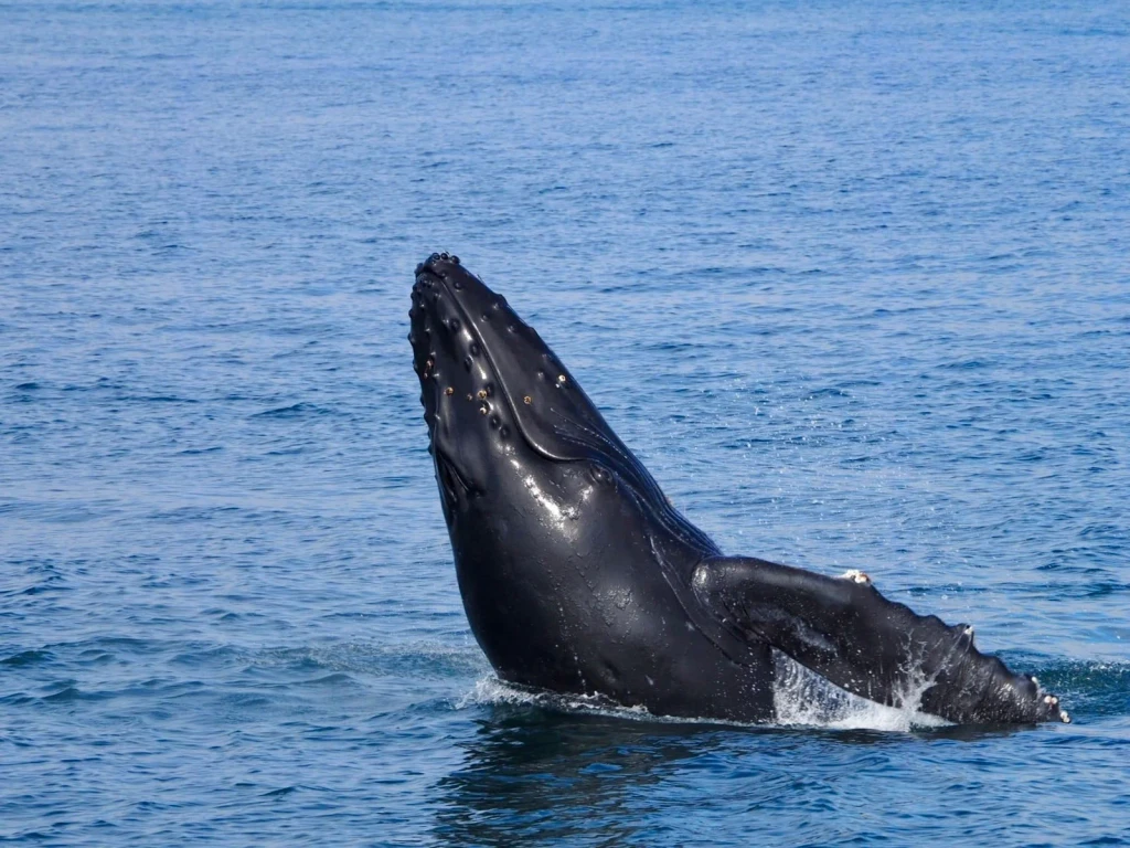 Alaskan Waters, from The Largest Lives Ever Lived Are Whales