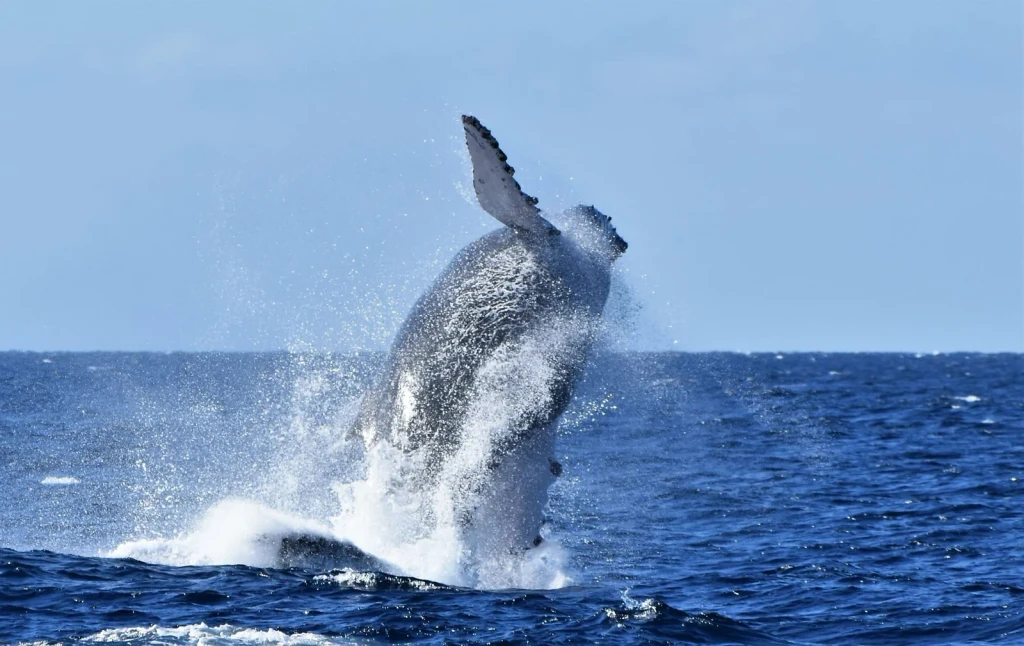 Ocean Breach, from The Largest Lives Ever Lived Are Whales