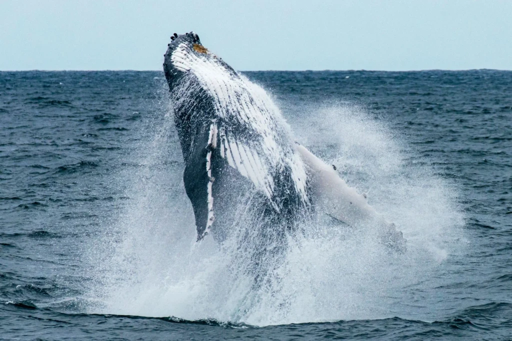Sydney Waters, from The Largest Lives Ever Lived Are Whales