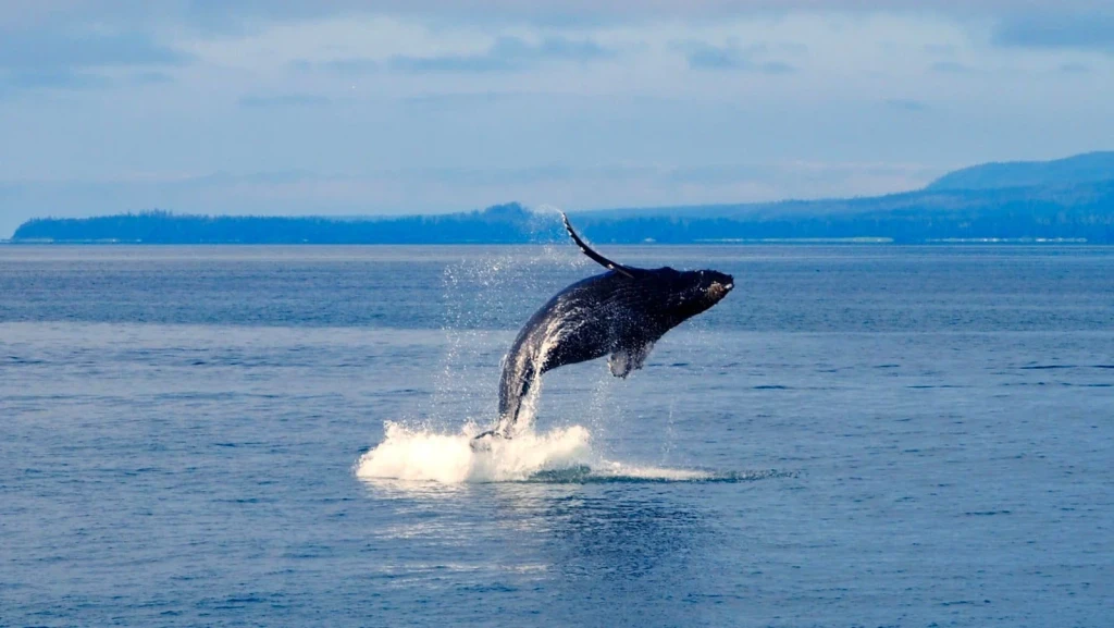 Alaskan Summer, from The Largest Lives Ever Lived Are Whales