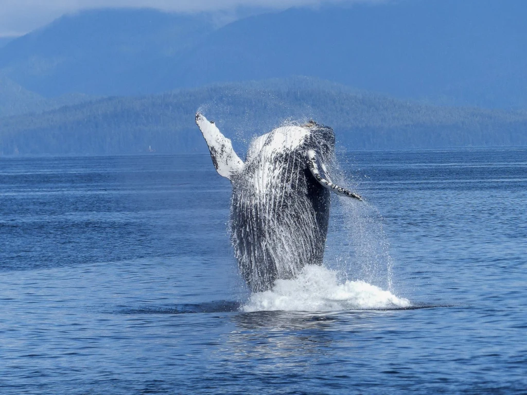 Breach with Mountains, from The Largest Lives Ever Lived Are Whales