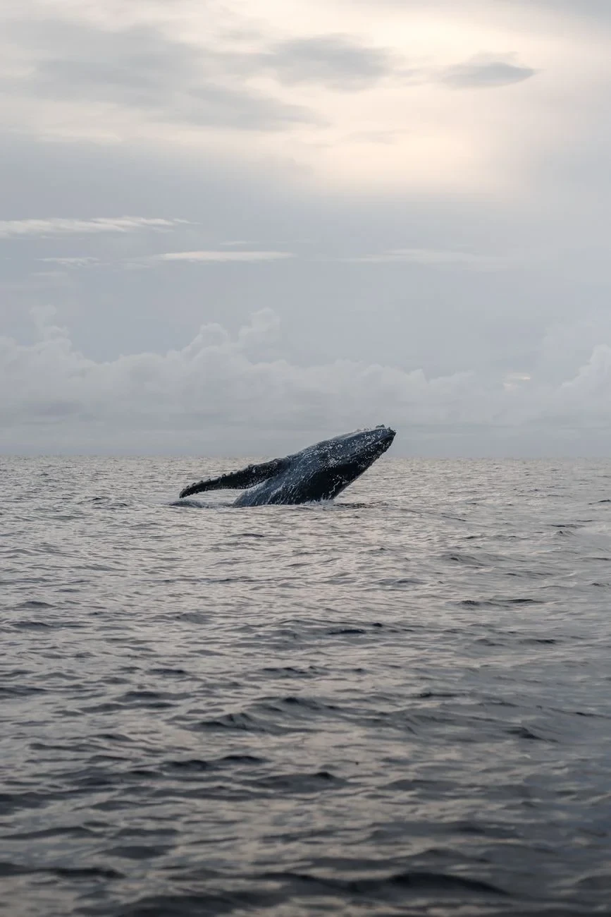 Surfacing, from The Largest Lives Ever Lived Are Whales