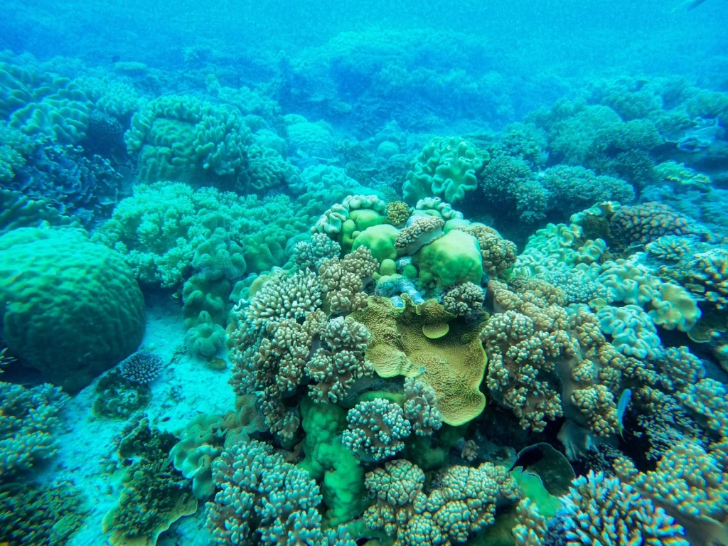 Living Reefs, from The Unmapped Ocean