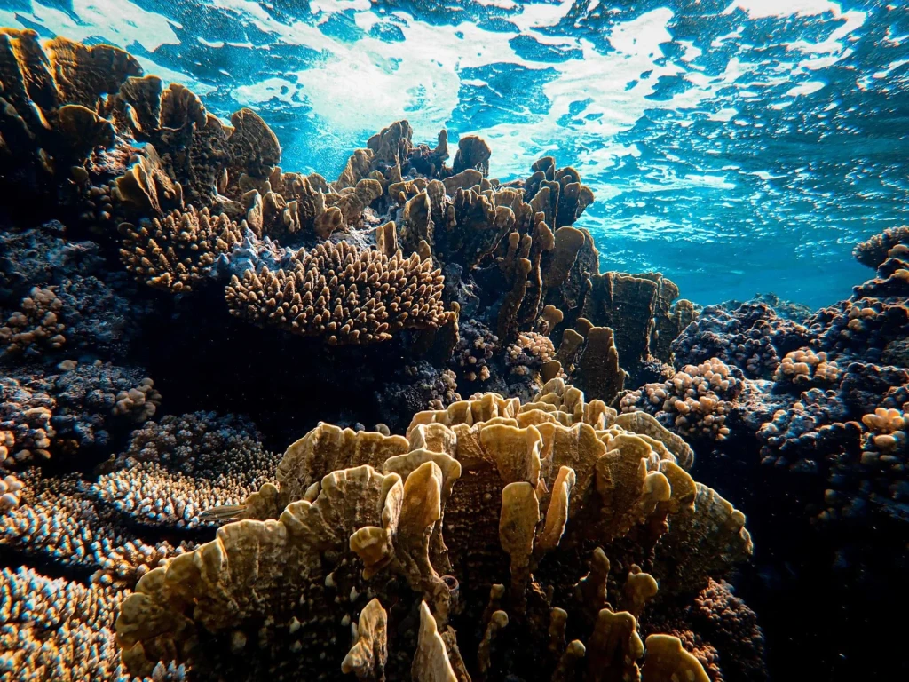 Light and Life, from The Unmapped Ocean